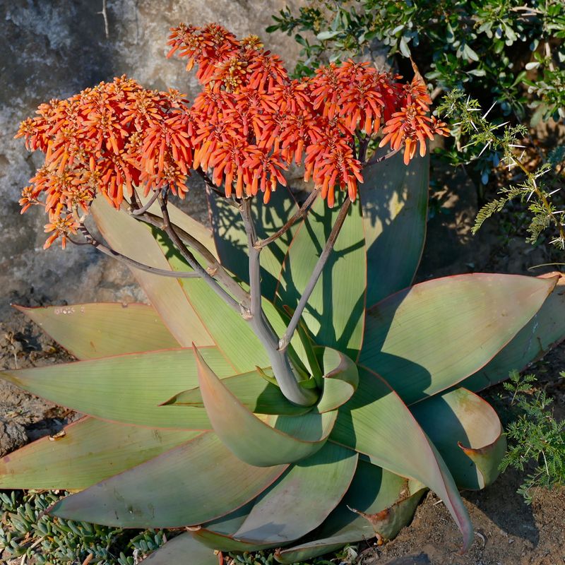 Coral Aloe (Aloe striata)