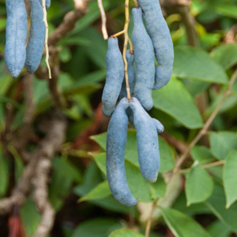 Dead Man’s Fingers (Decaisnea fargesii)