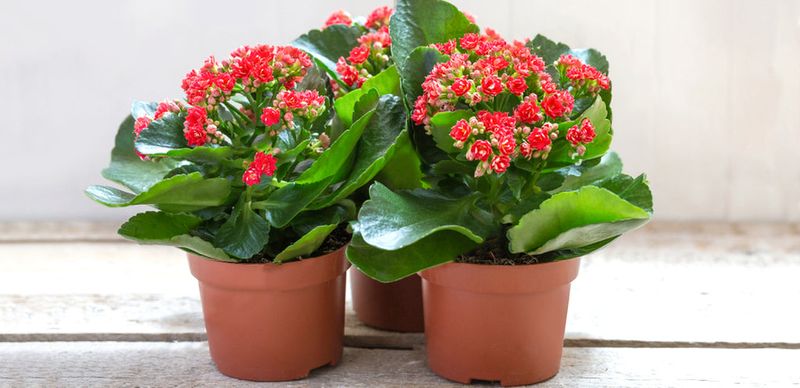 Kalanchoe