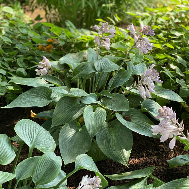 Halcyon Hosta (Hosta 'Halcyon') - Shade Garden Luxury
