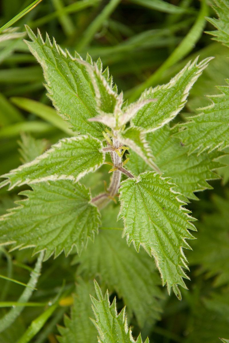 Stinging Nettle