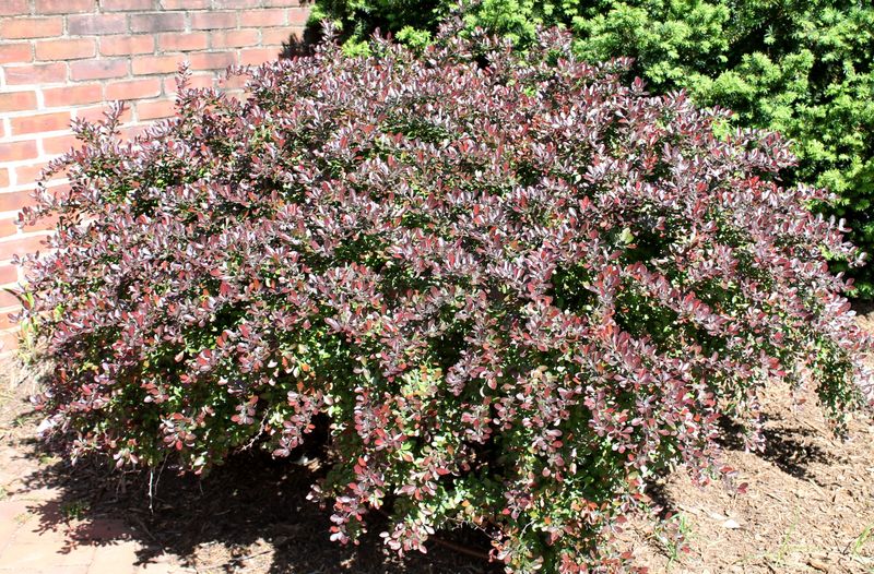Japanese Barberry (Berberis thunbergii)