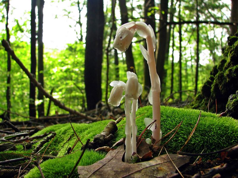 Ghost Plant (Monotropa uniflora)