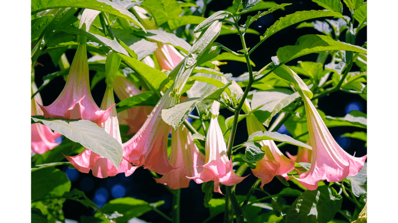 Angel’s Trumpet (Brugmansia)