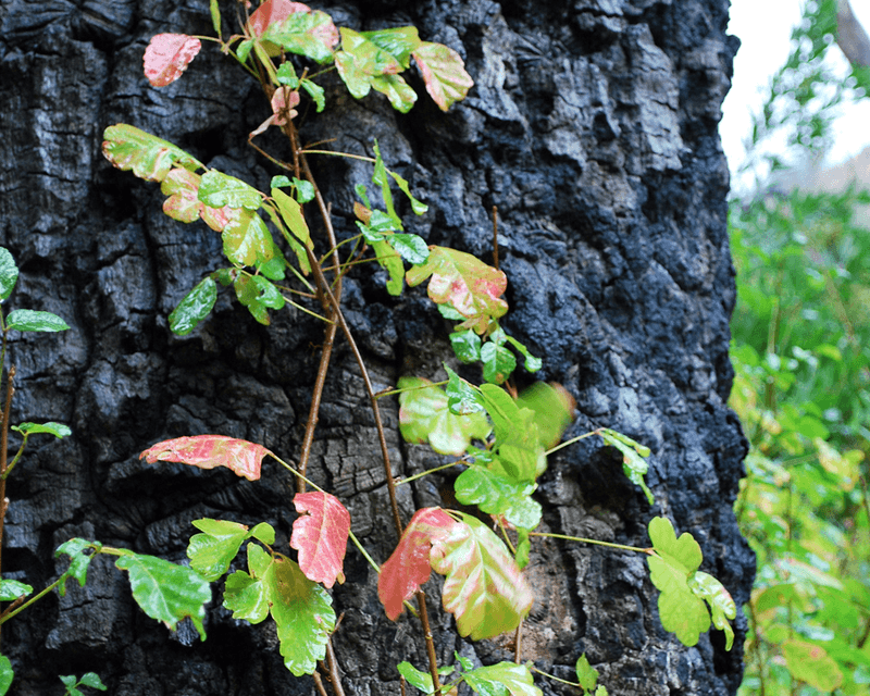 Poison Oak