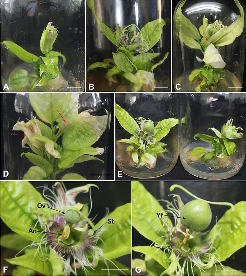 Silver Thiosulfate – The Sex-Changer for Plants