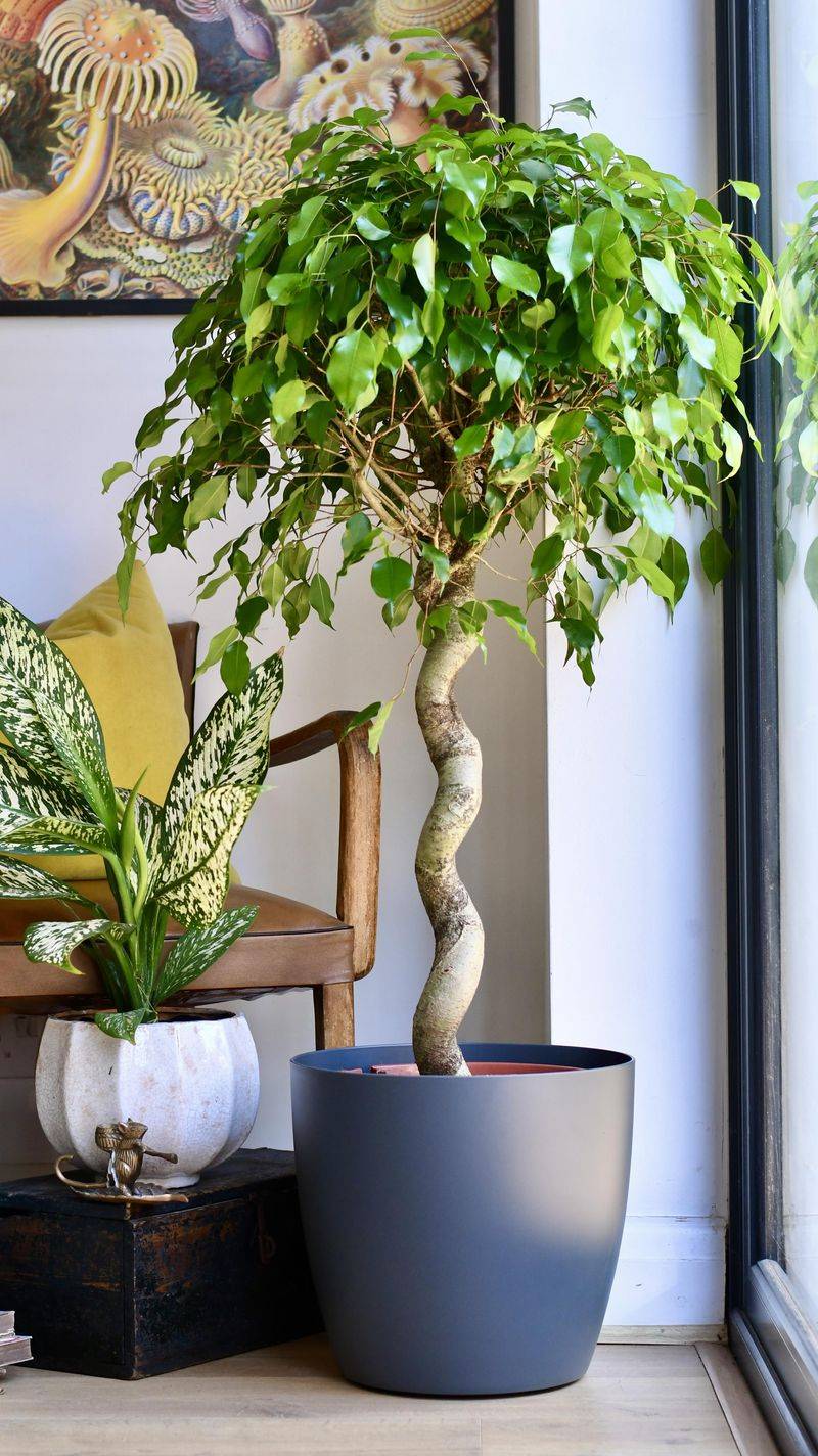 Ficus Benjamina (Weeping Fig)