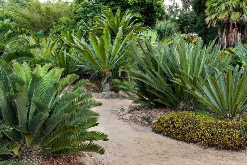 Cycads (Sago Palm Family)