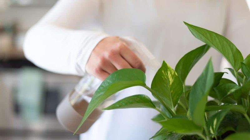 Water Properly (Not Too Much!) 💧