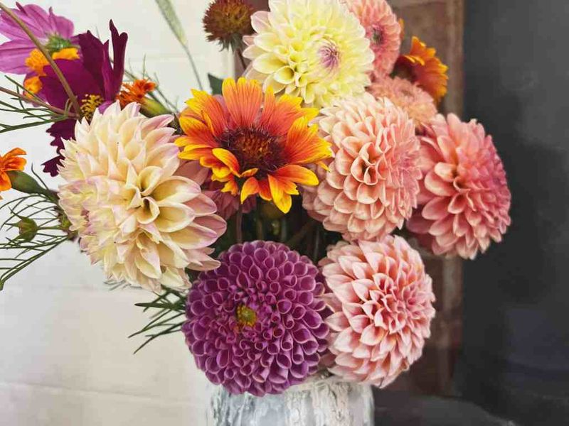 Dahlias