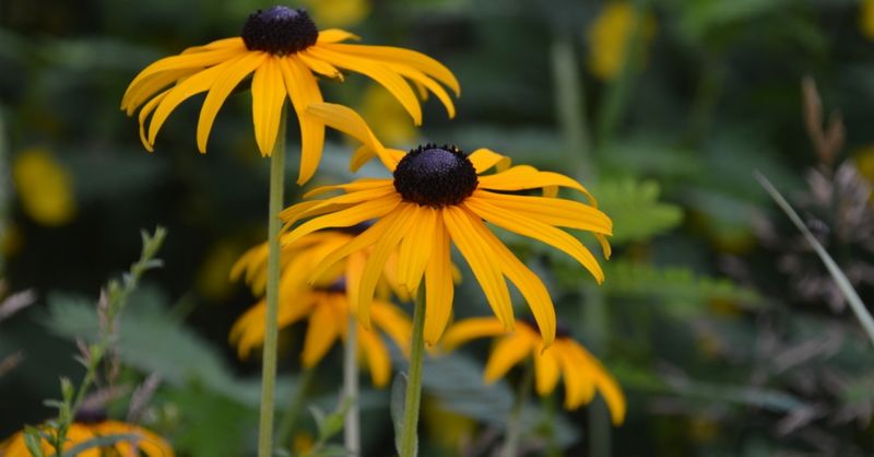 Black-eyed Susan