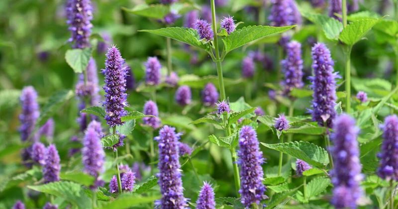 Agastache (Hyssop)