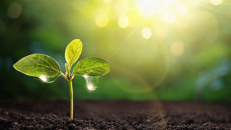 Self-Watering Plants (Hydrogel-Enhanced Roots)