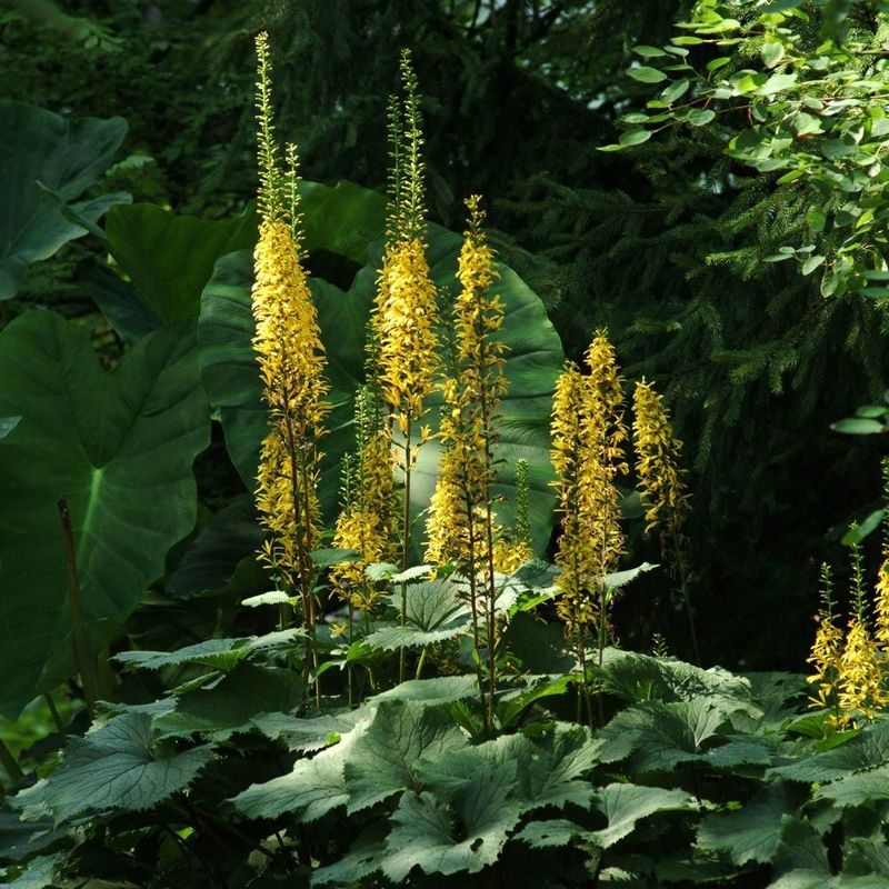 Ligularia 'The Rocket' (Ligularia stenocephala)