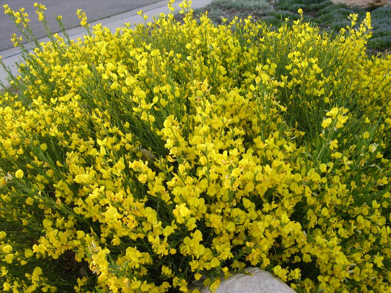 Broom Shrub (Cytisus scoparius)