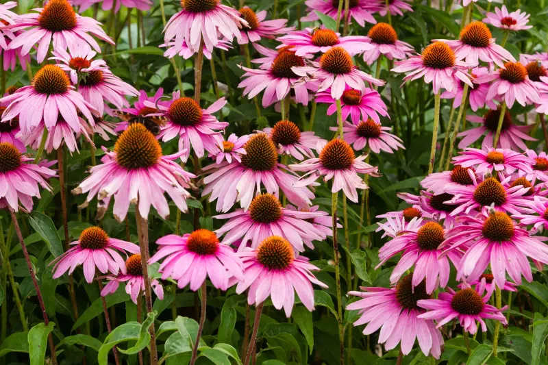 Purple Coneflower (Echinacea purpurea) – A Ladybug Hangout
