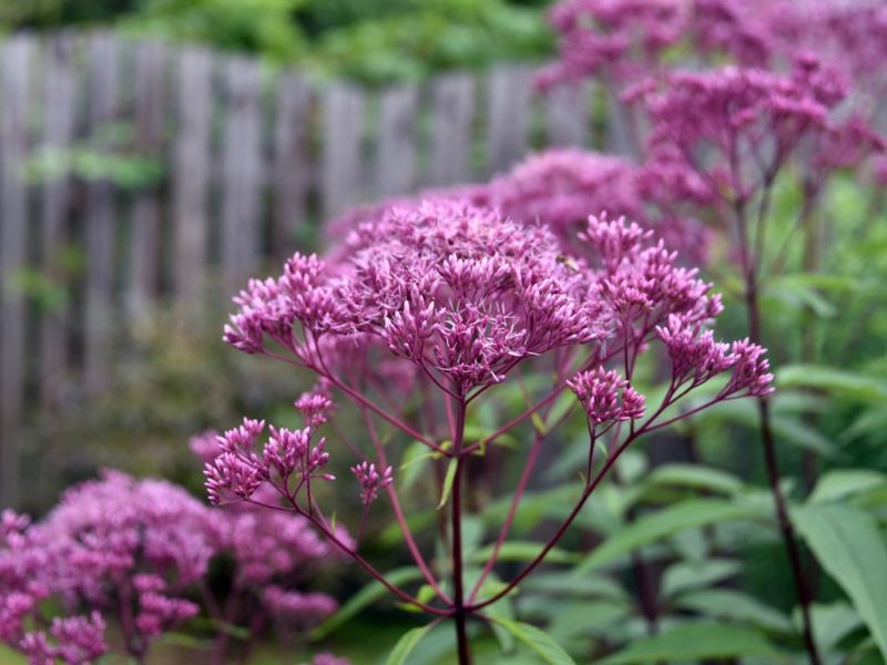 Joe-Pye Weed (Eutrochium purpureum)