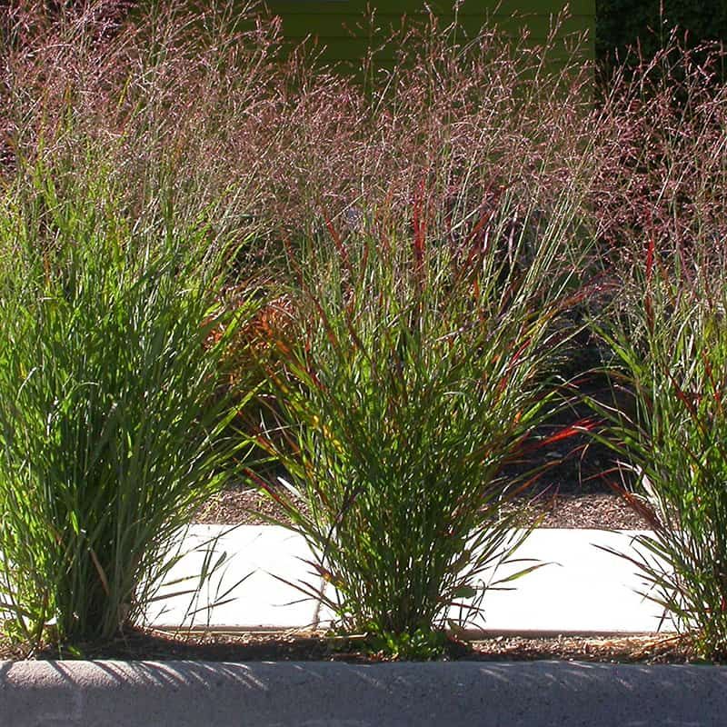Switchgrass (Panicum virgatum)