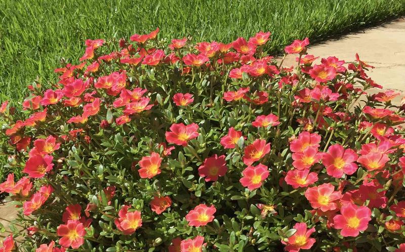 Portulaca (Moss Rose)