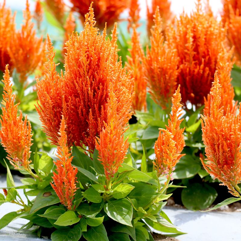 Celosia