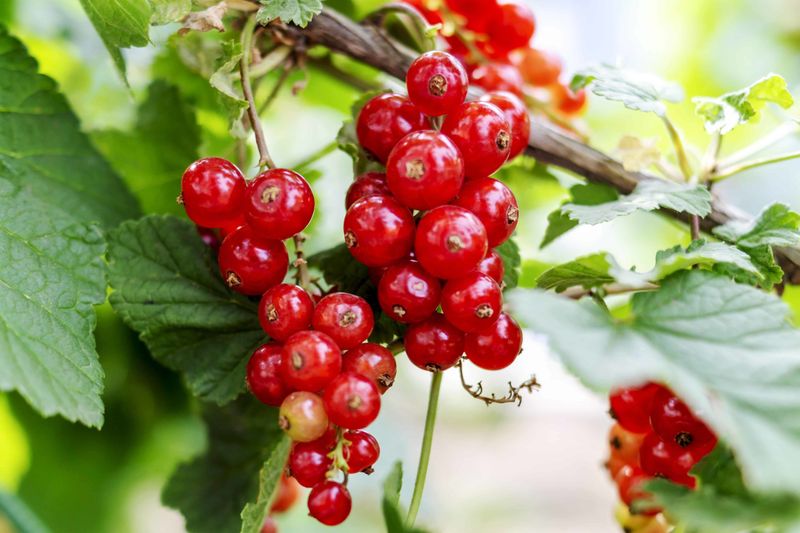 Currants (Red/Black)
