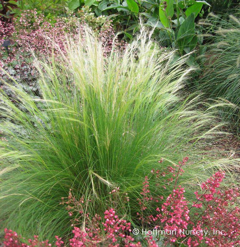 Mexican Feather Grass