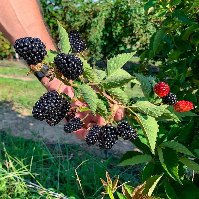 Blackberries