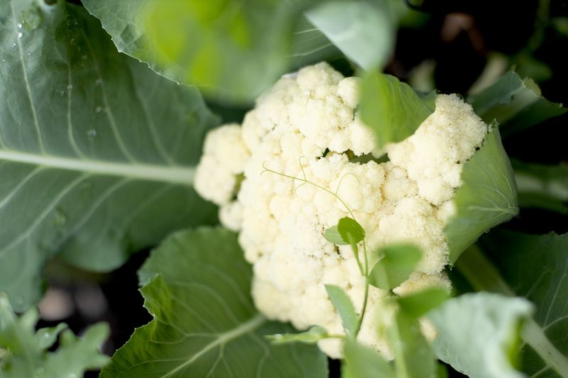 Cauliflower