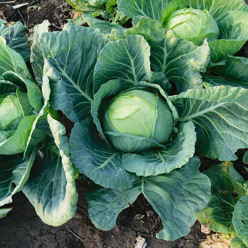 Cabbage