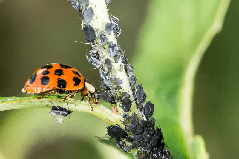 Biological Pest Control (Beneficial Insects)