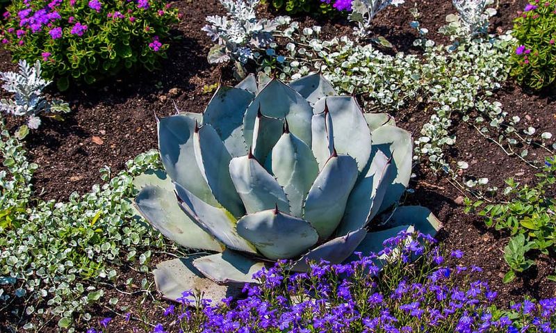 Use of Native Plants