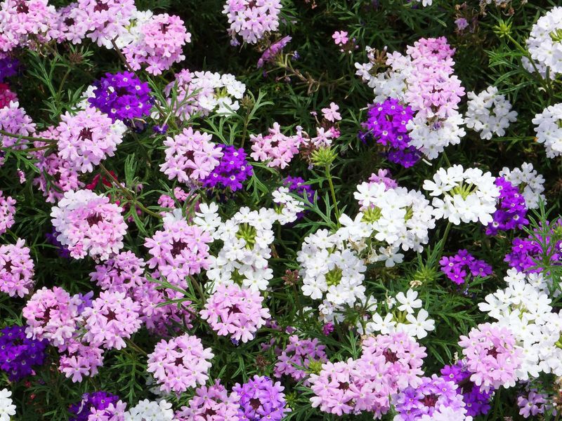 Vigorous Verbena
