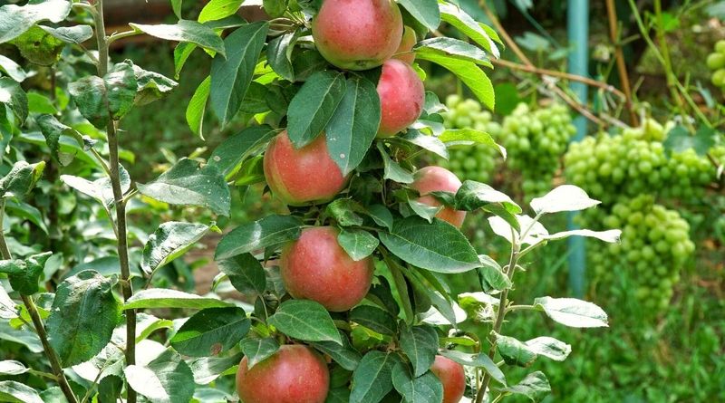 Apple Trees