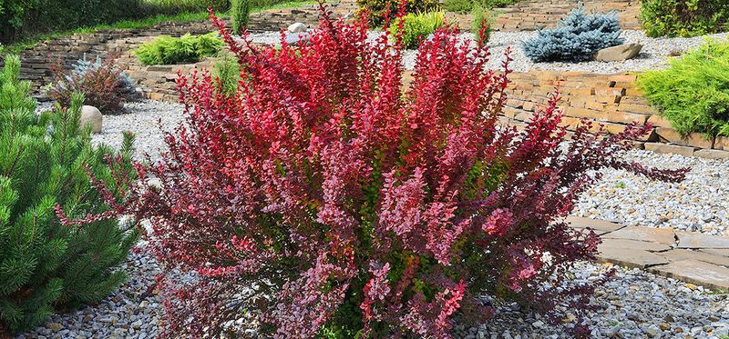 Low-Maintenance Shrubs