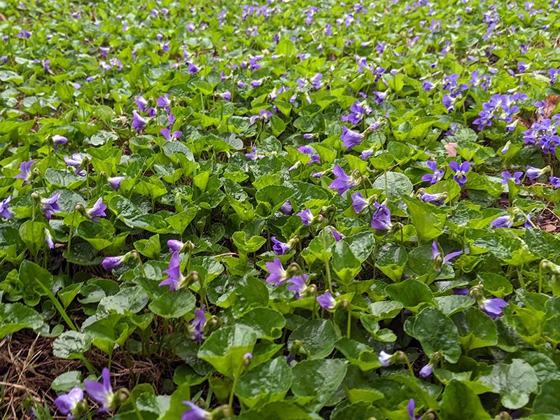 Wild Violet
