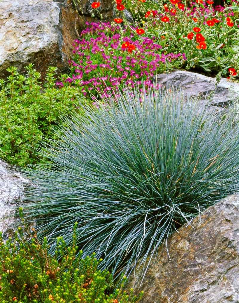 Ornamental Grasses