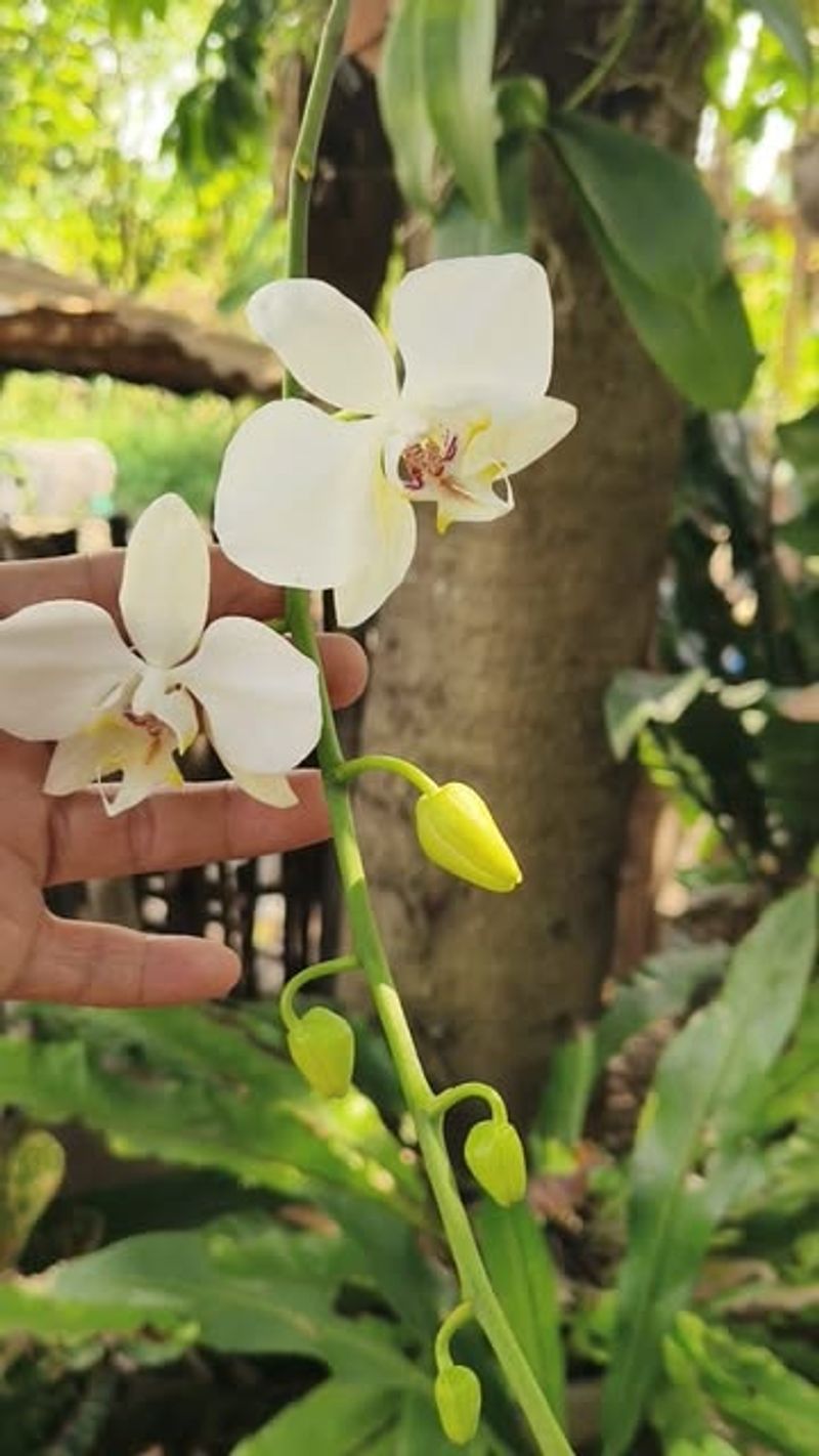 Patience Pays Off With Blooming Cycles