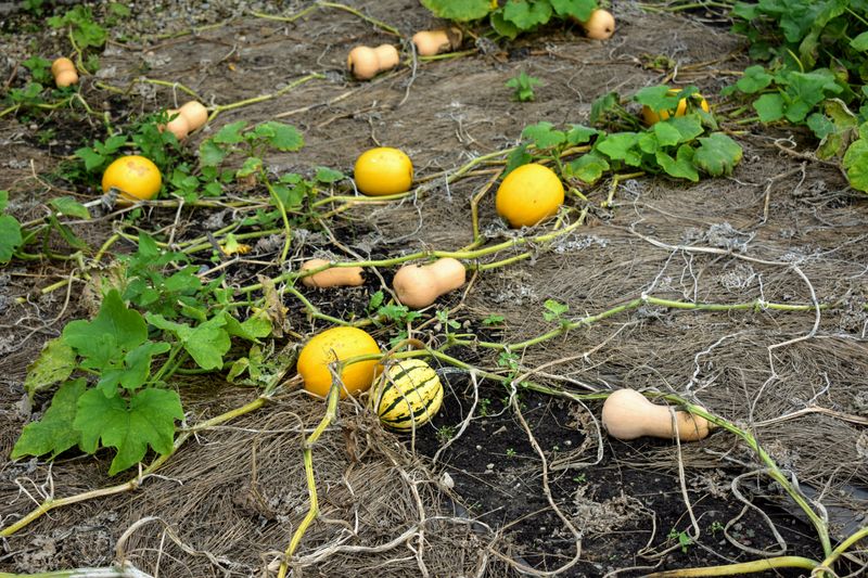 Consider Winter Squash Timing