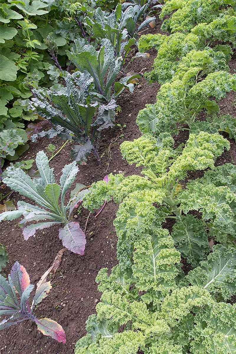 Try Cold-Hardy Kale Varieties
