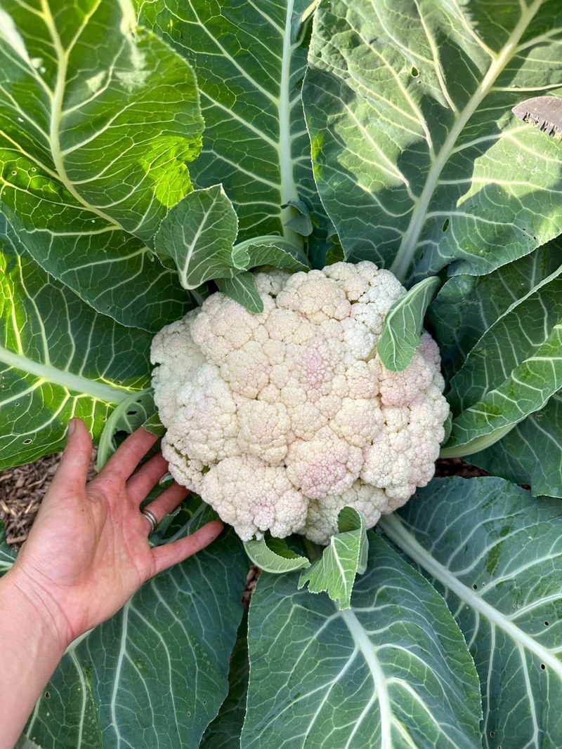 Consider Cauliflower Requirements