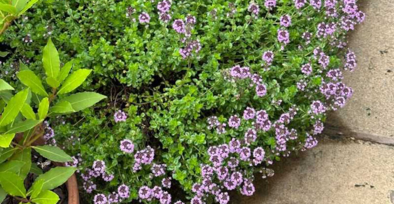 Grow These 15 Plants and Your Body Will Thank You