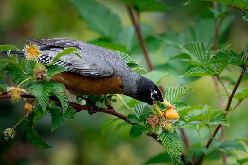 Attract Birds with Native Plants