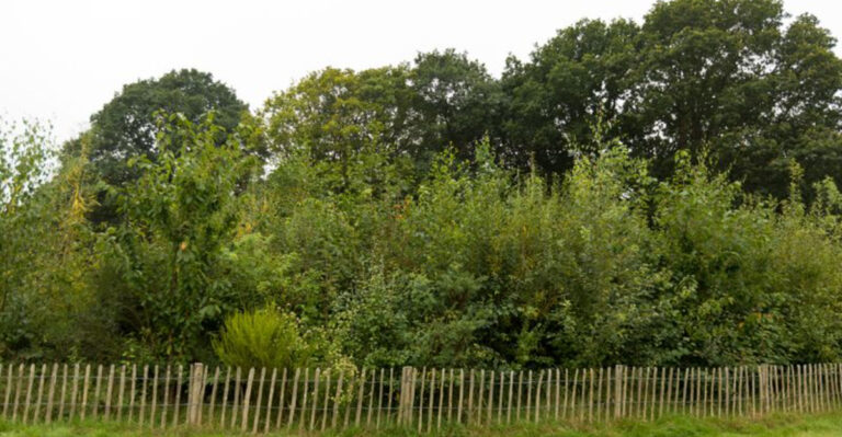 Grow a Jungle in Your Backyard! – How to Create a Mini-Forest Using the Miyawaki Method in Just a Few Years