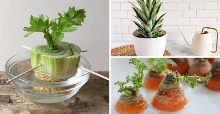 Grow a Whole Garden from Leftovers with These 16 Easy Vegetables
