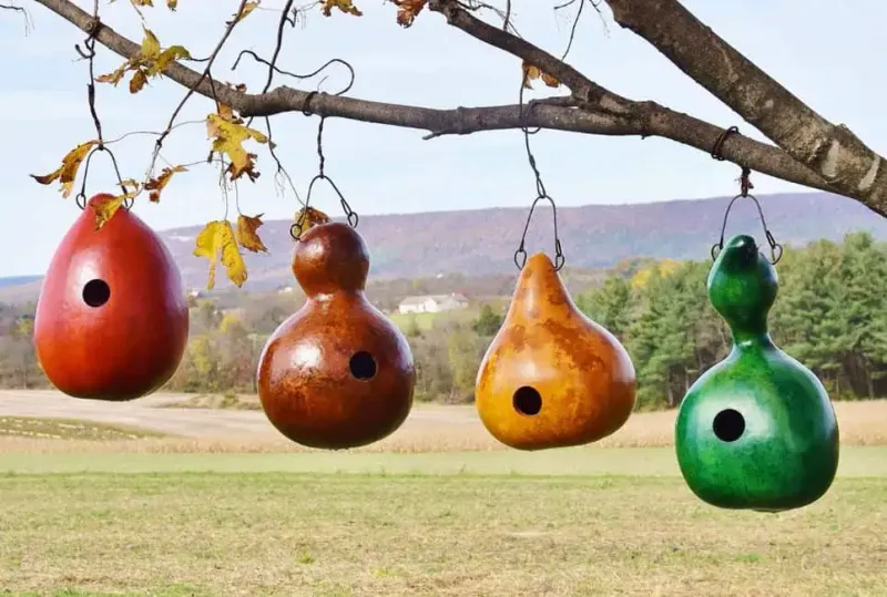 Birdhouse Gourds