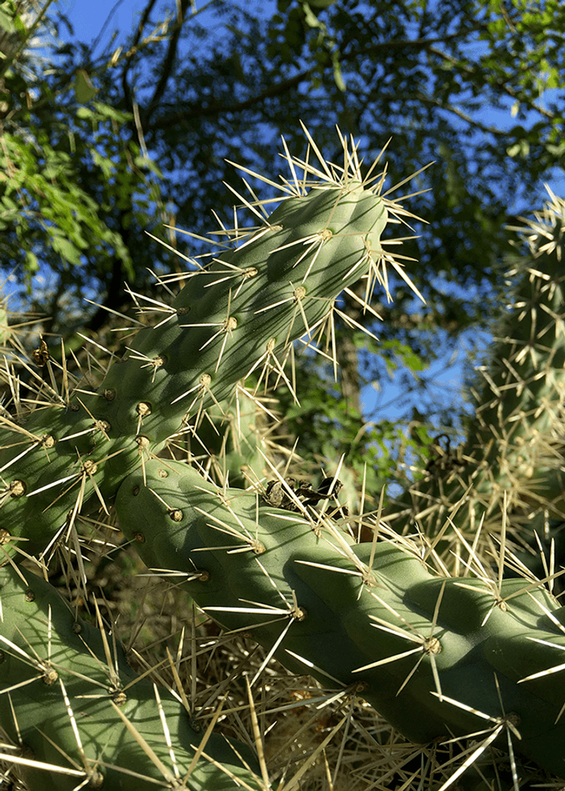Jumping Cholla (Cylindropuntia fulgida)