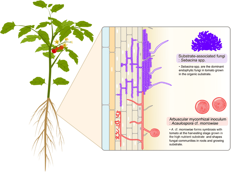 Mycorrhizal Fungi