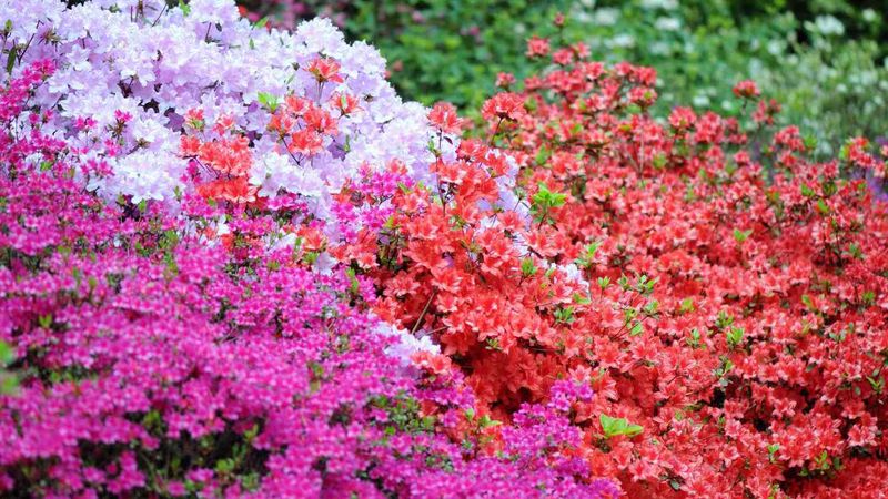 Azalea Shrubs
