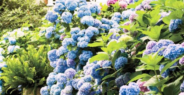 HOA-Proof Garden Ideas for South Carolina Homeowners