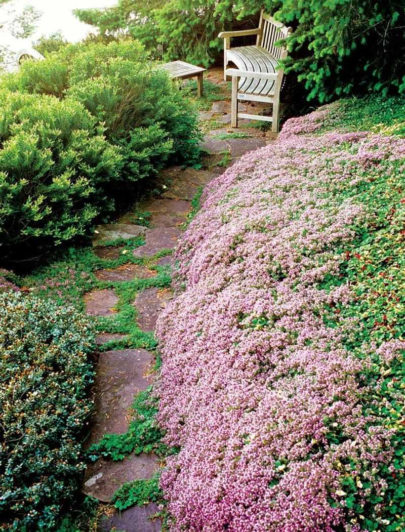 Creeping Thyme (Thymus serpyllum) - Fragrant Carpet